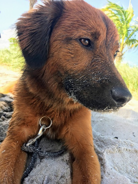 Teddy Bear