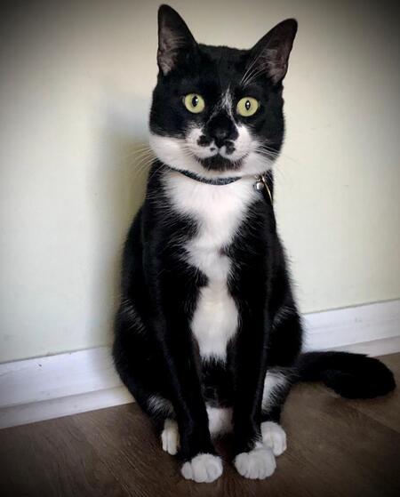 Casanova 