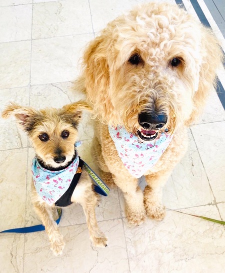 Toby & Layla 