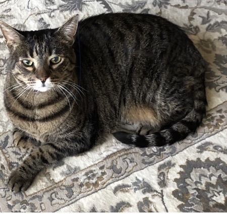 Sal