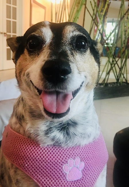Dottie 