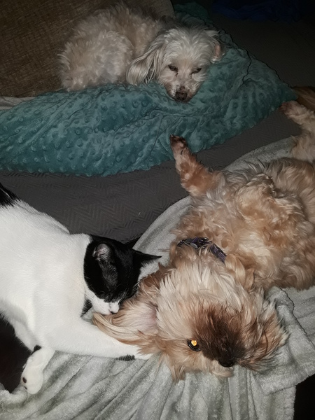 Oreo