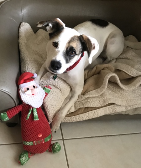 Holly