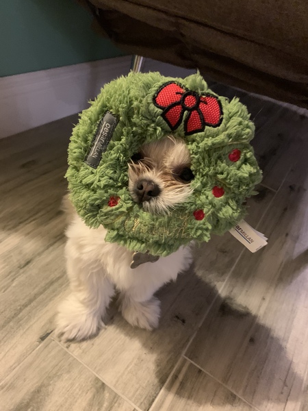 Minnie 