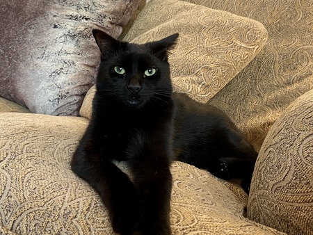 Pavarotti 