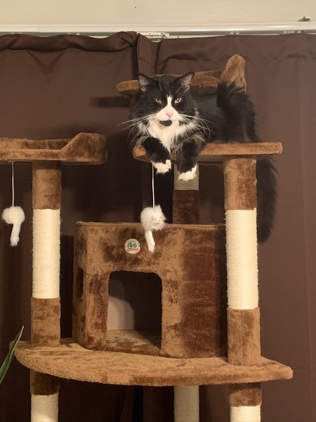 Sylvester 