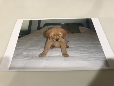 Chewbacca
