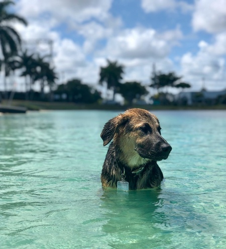 Apollo