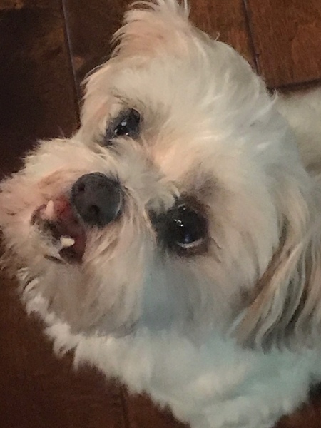 Sully
