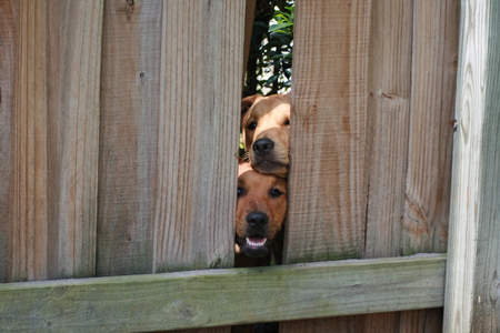 Harlo and Paisley