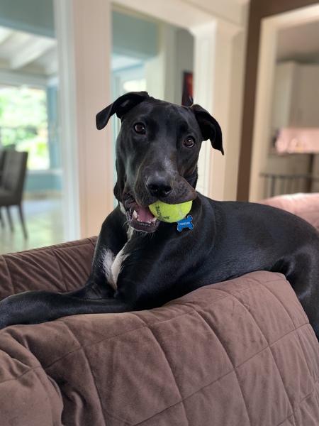 Finnegan 