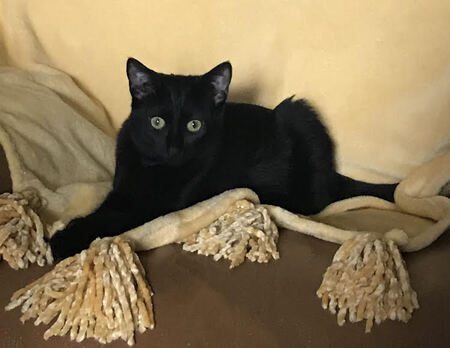 SHEBA (former RAM)