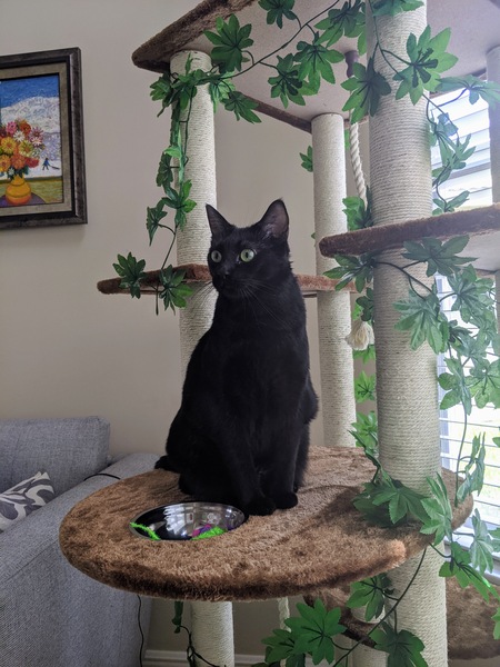 Pucca (Formerly Whiplash)