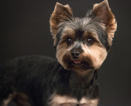 Roscoe 