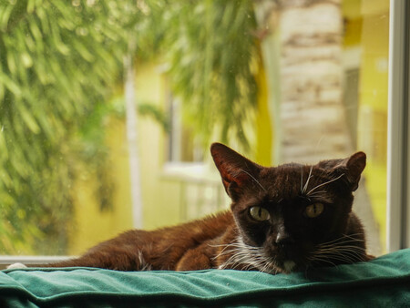 Mittens