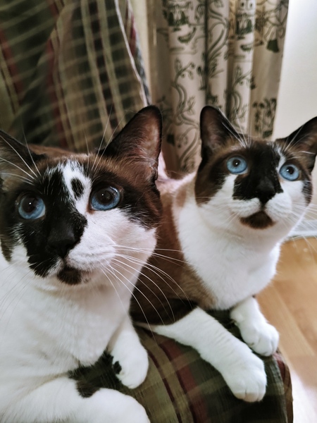 BEBE & MIMI
