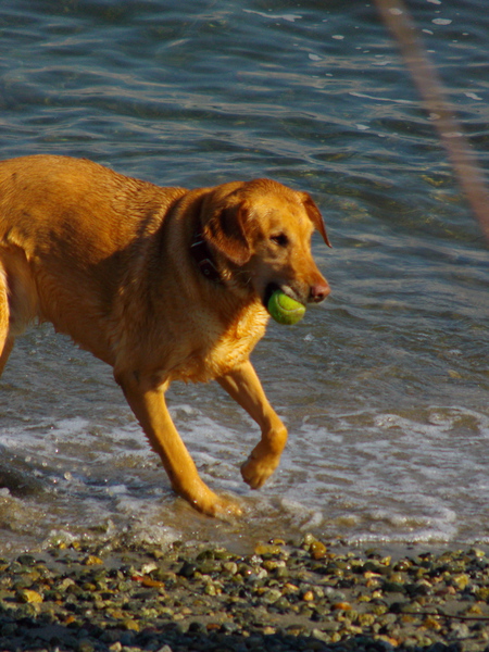 Maximus Radcliffe ("Max)