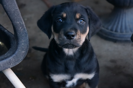 Odin The Lab/Collie