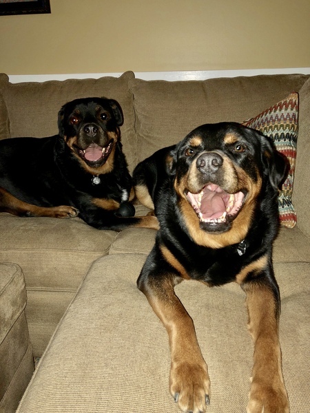 Brutus (Front) and Luna (Back)