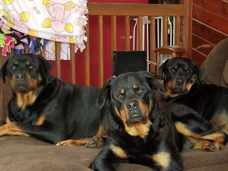 Bentley, Apollo and Mercedes 