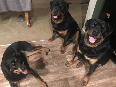 Hank, Holly & Samson