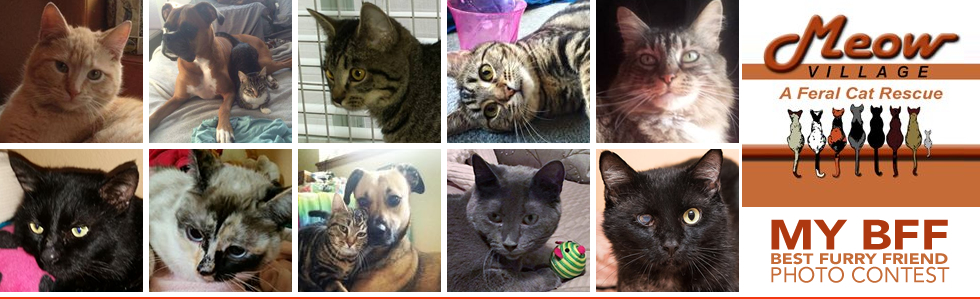 Banner for My BFF – Best Furry Friend Photo Contest
