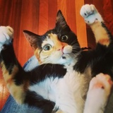 Entry image for Ella