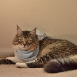 Entry image for Sophie