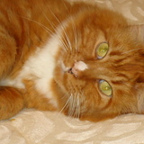 Entry image for Simba