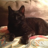 Entry image for Smoki Jo 