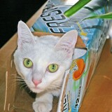 Entry image for Gracie