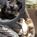 Entry image for rusty