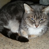 Entry image for VooDoo