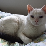 Entry image for IggyPuss Rex