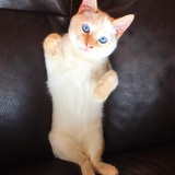 Entry image for Ripley