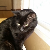 Entry image for Captain Cutie