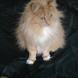 Entry image for Boston