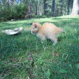 Entry image for Cody