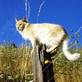 Entry image for Cheddar