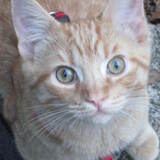 Entry image for Ginger