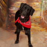 Entry image for Gracie