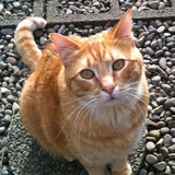 Entry image for Toki