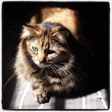 Entry image for Bonita Anne Sprinkles