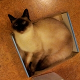 Entry image for Fanny