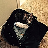 Entry image for Spencer