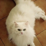 Entry image for Michu Purru