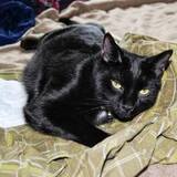 Entry image for Neeko