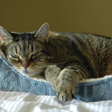 Entry image for Sophie