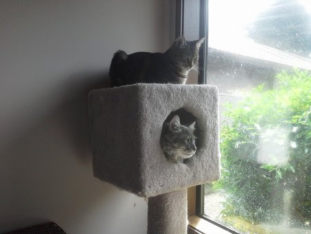 Entry image for Powell and Rain. Clicking this image will show a larger photo