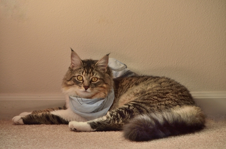 Entry image for Sophie. Clicking this image will show a larger photo